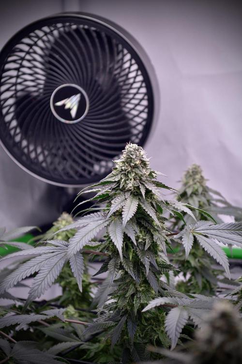 Blue Zushi & Gelato #33 Clones. Week 16