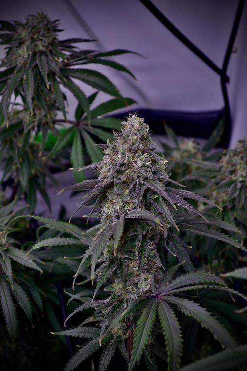Blue Zushi & Gelato #33 Clones. Week 16