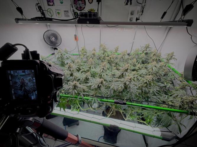 Blue Zushi & Gelato #33 Clones. Week 16