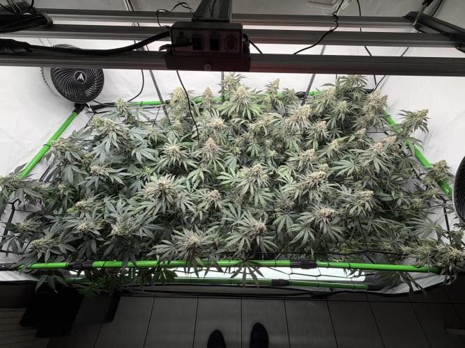Blue Zushi & Gelato #33 Clones. Week 16
