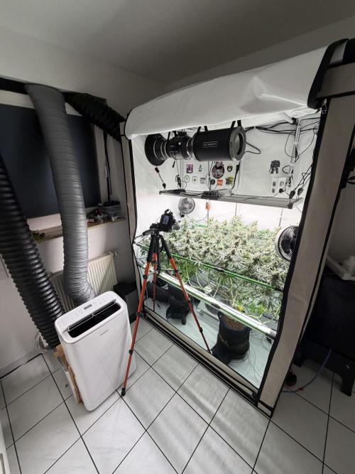 Blue Zushi & Gelato #33 Clones. Week 16 - Klima läuft 24/7 im Sommer sonst springt meine rlf sofort von 50 auf 60+ 