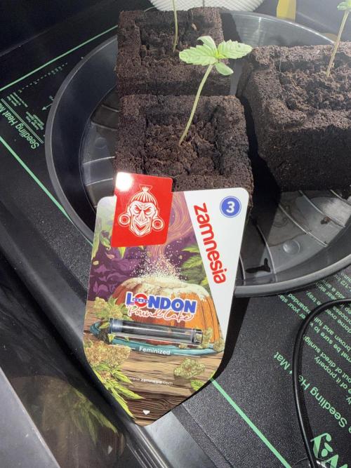 Athena x Autopots x London Pound Cake. Week 0 - London Pound Cake 
Sunset Sherbert x Larry OG
