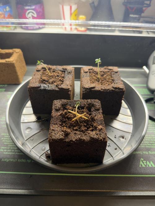 Athena x Autopots x London Pound Cake. Week 1 - Gigglez hat leichte Start Schwierigkeiten