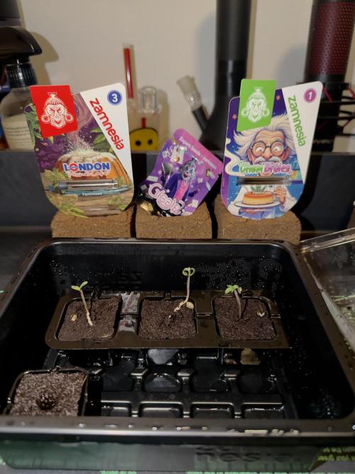 Athena x Autopot x Chem Brulee. Week 1 - 2 waren wohl nicht tief genug in der Erde, weil die Wurzeln den Keimling aus der