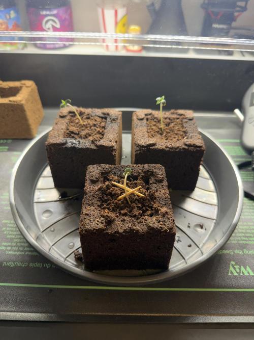 Athena x Autopot x Chem Brulee. Week 1 - Gigglez hat leichte Start Schwierigkeiten