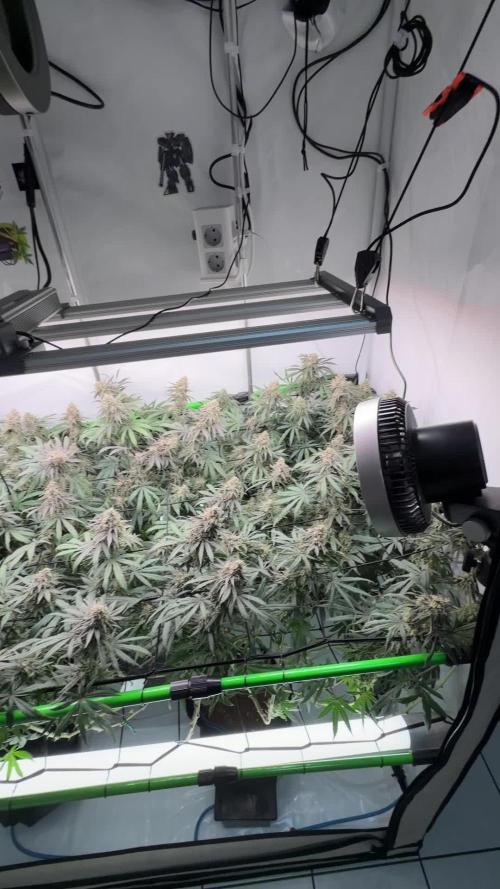 Blue Zushi & Gelato #33 Clones