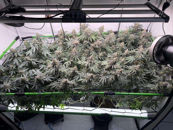 Blue Zushi & Gelato #33 Clones. Week 17