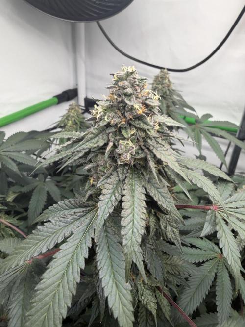 Blue Zushi & Gelato #33 Clones. Week 17