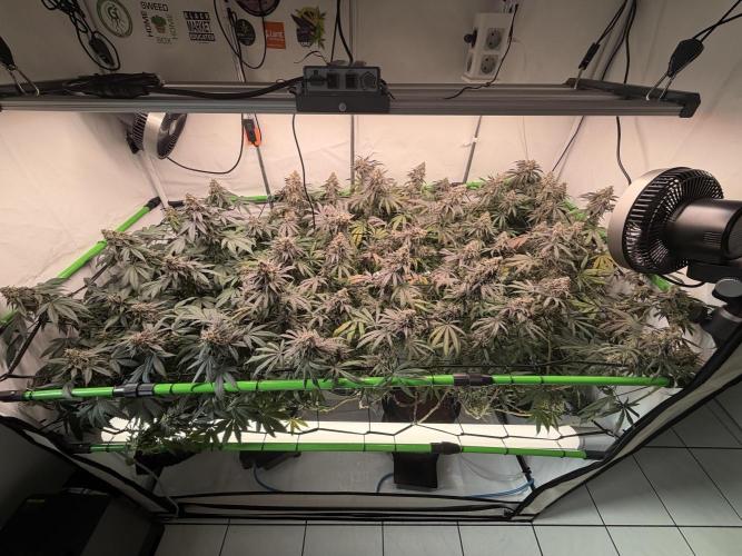 Blue Zushi & Gelato #33 Clones. Week 17