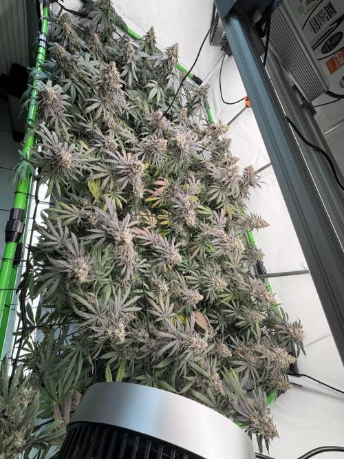 Blue Zushi & Gelato #33 Clones. Week 17