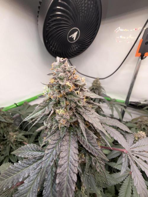 Blue Zushi & Gelato #33 Clones. Week 17