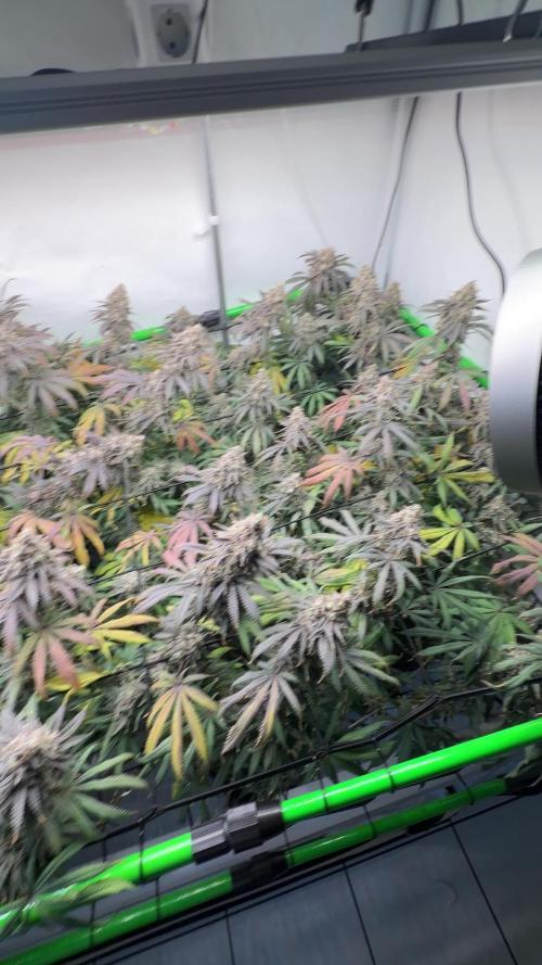 Blue Zushi & Gelato #33 Clones