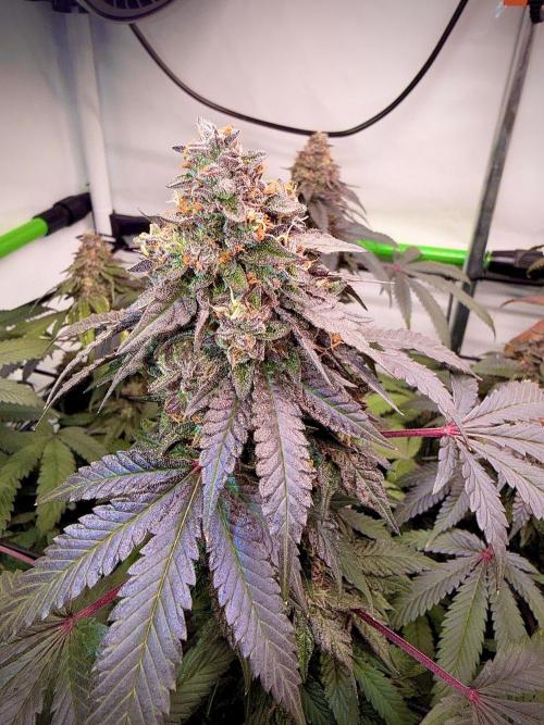 Blue Zushi & Gelato #33 Clones. Week 18 - Blue Zushi 