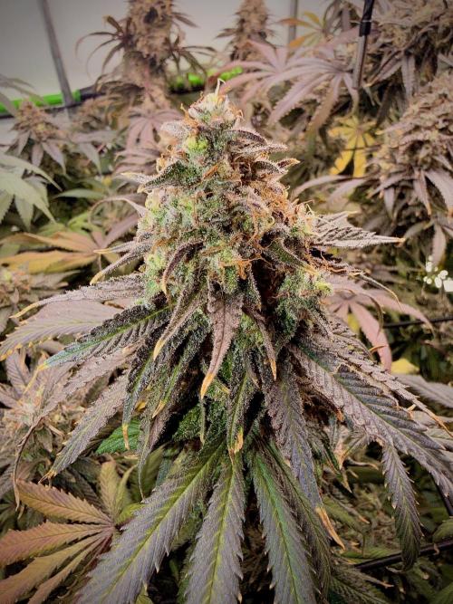 Blue Zushi & Gelato #33 Clones. Week 18 - Gelato #33