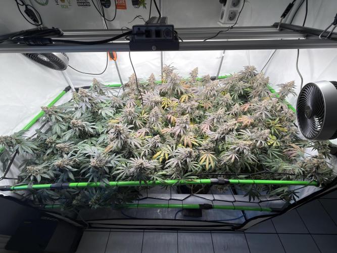 Blue Zushi & Gelato #33 Clones. Week 18