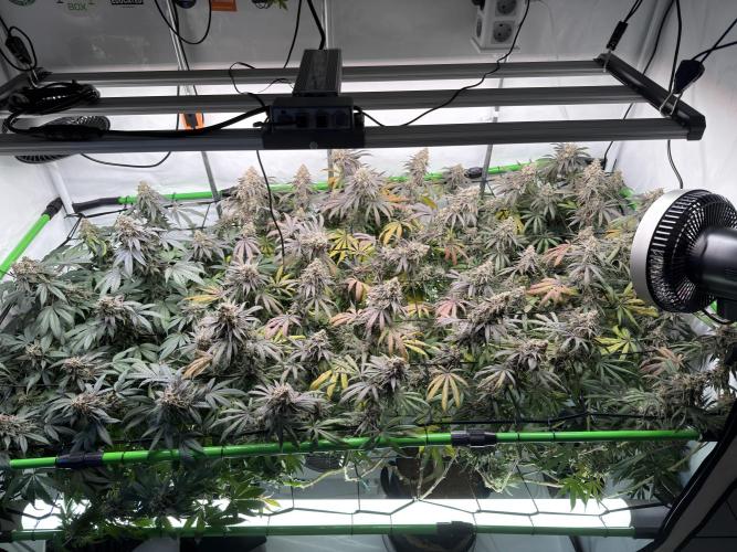 Blue Zushi & Gelato #33 Clones. Week 18