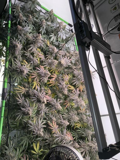 Blue Zushi & Gelato #33 Clones. Week 18