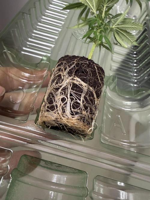 Clone to Motherplant. Week 1