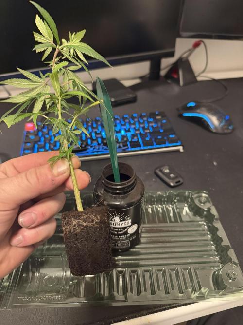 Clone to Motherplant. Week 1