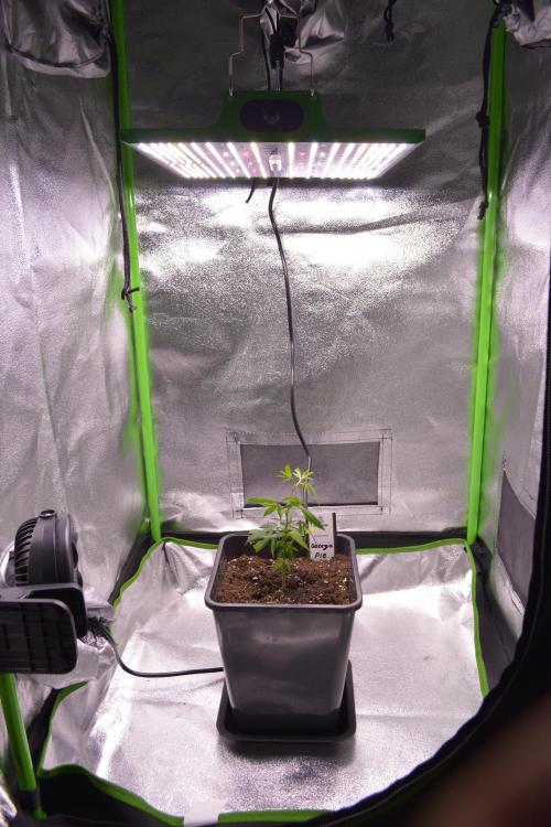 Clone to Motherplant. Week 1