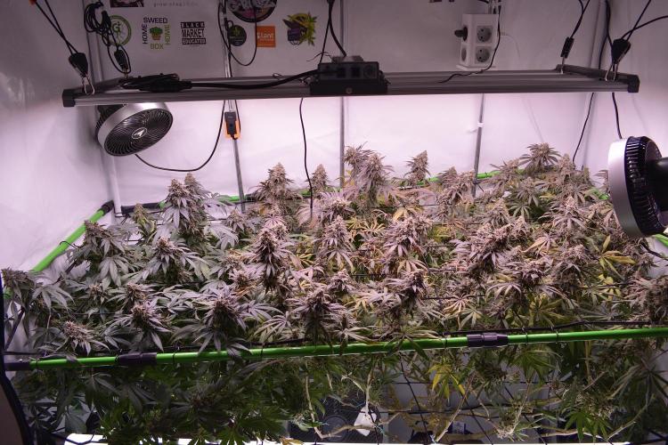 Blue Zushi & Gelato #33 Clones. Week 19