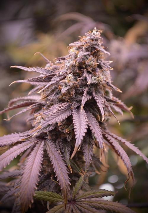 Blue Zushi & Gelato #33 Clones. Week 19