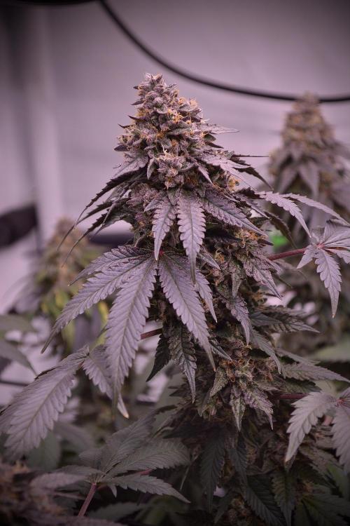 Blue Zushi & Gelato #33 Clones. Week 19