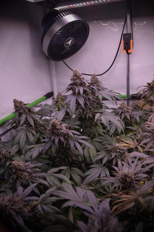 Blue Zushi & Gelato #33 Clones. Week 19