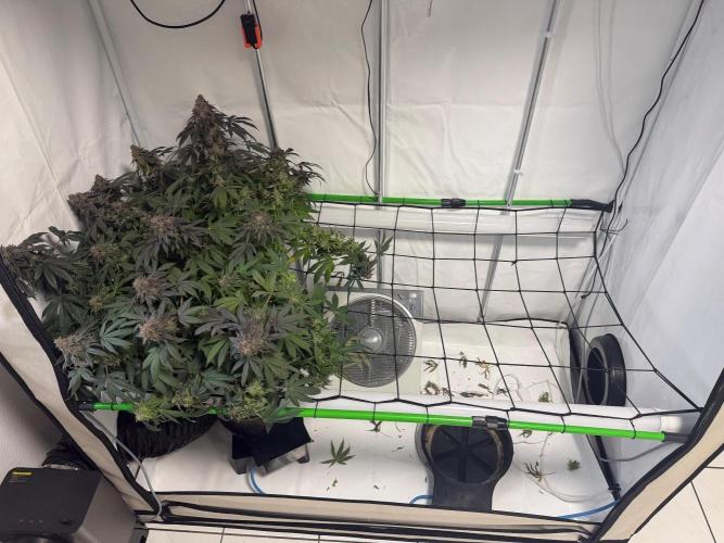 Blue Zushi & Gelato #33 Clones. Week 20