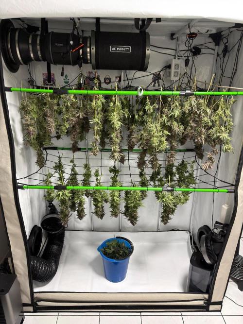 Blue Zushi & Gelato #33 Clones. Week 20