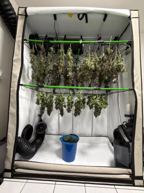 Blue Zushi & Gelato #33 Clones. Week 20