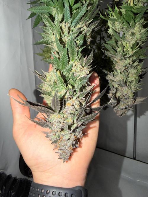 Blue Zushi & Gelato #33 Clones. Week 20