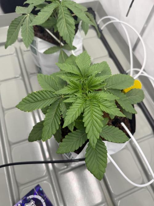 Lemon Fever Crop Steering. Week 3
