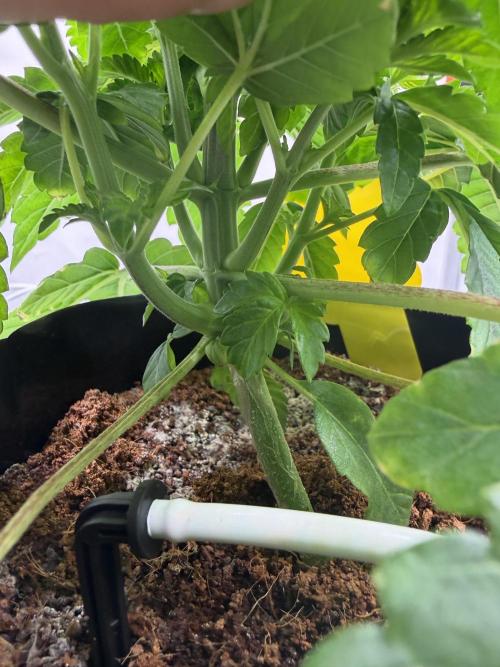 Lemon Fever Crop Steering. Week 3