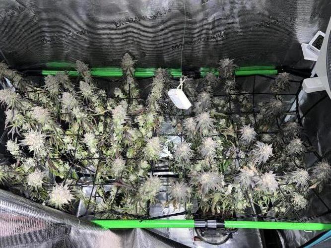 2nd grow 2025. Week 18