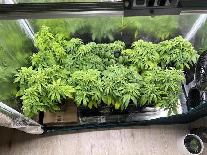 1st Grow 2024. Week 4