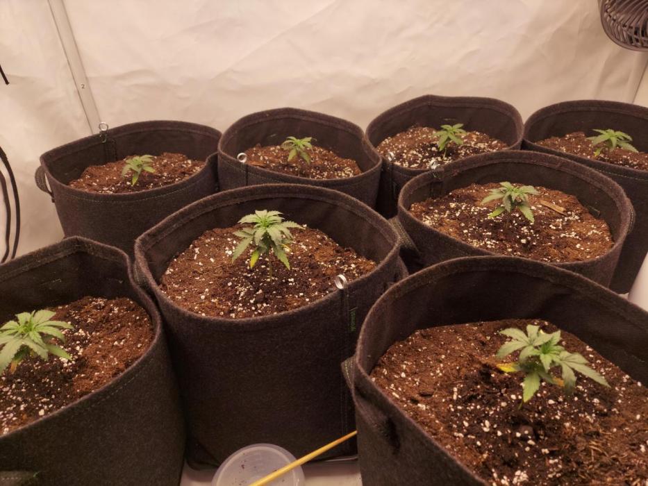 600W Grow - Runtz Automatic. Week 3