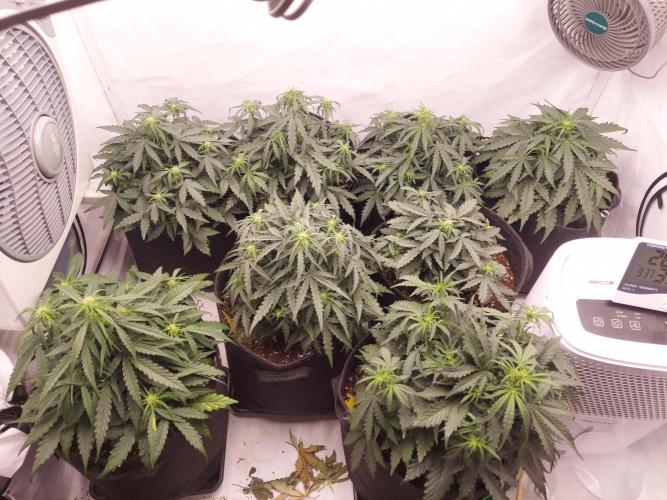 600W Grow - Runtz Automatic. Week 6 - Day 1