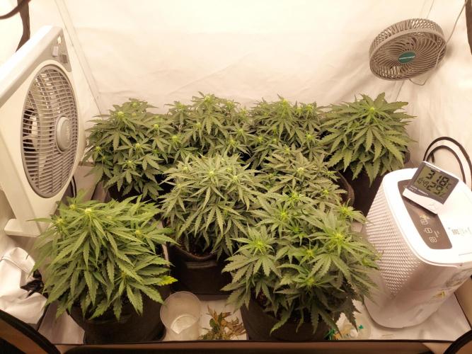 600W Grow - Runtz Automatic. Week 6 - 3 Days Later before defoliation