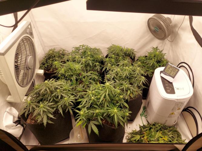 600W Grow - Runtz Automatic. Week 6 - After defoliation