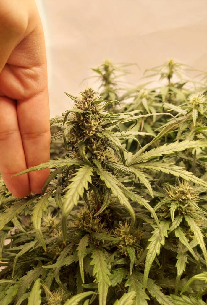 600W Grow - Runtz Automatic. Week 7