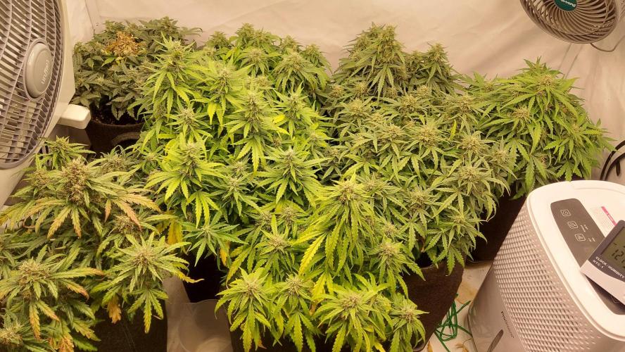 600W Grow - Runtz Automatic. Week 8 - Some budrot...