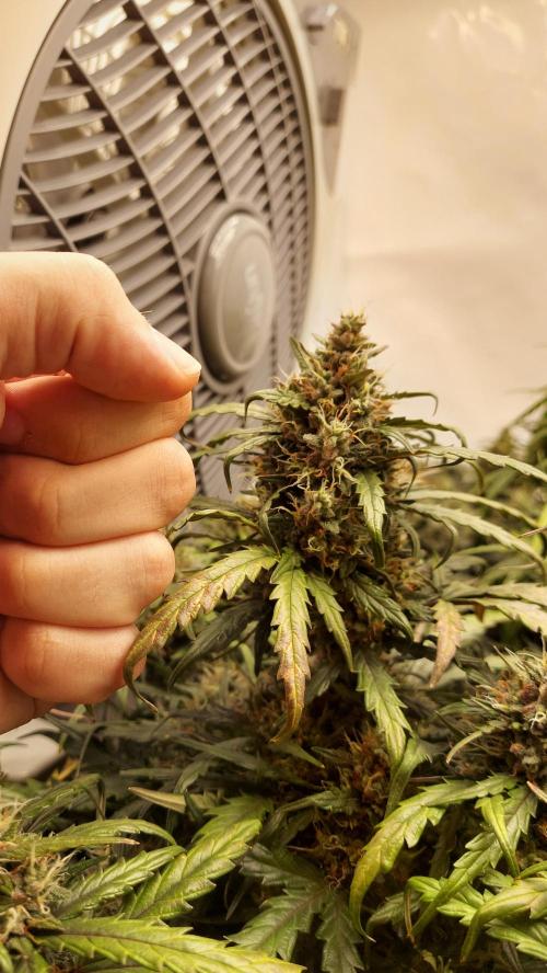 600W Grow - Runtz Automatic. Week 8