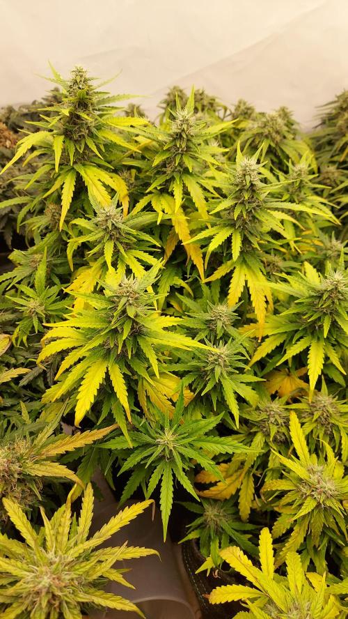 600W Grow - Runtz Automatic. Week 8