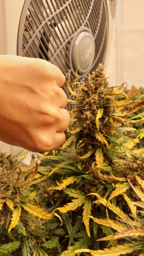 600W Grow - Runtz Automatic. Week 10