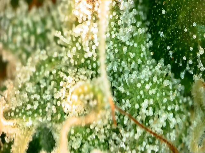 600W Grow - Runtz Automatic. Week 10