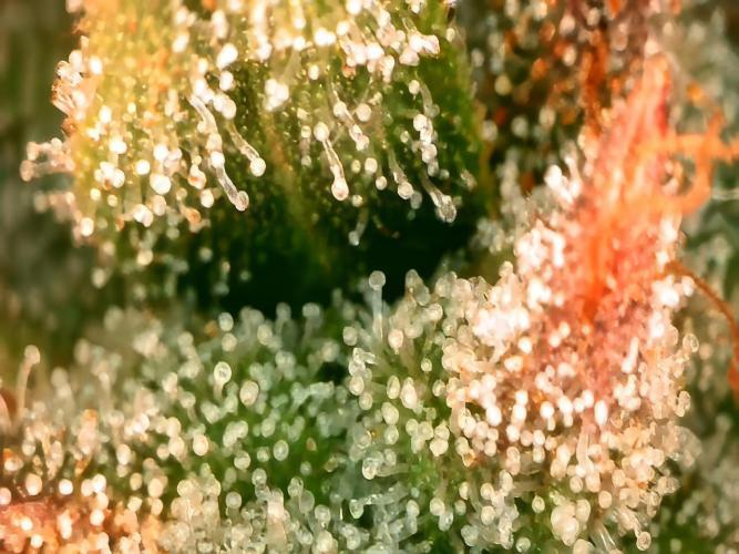 600W Grow - Runtz Automatic. Week 10