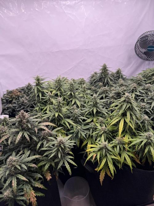 600W Grow - Runtz Automatic. Week 9