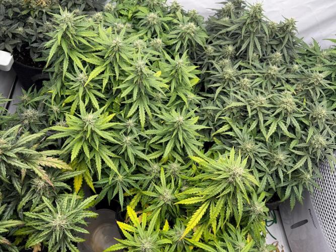 600W Grow - Runtz Automatic. Week 9