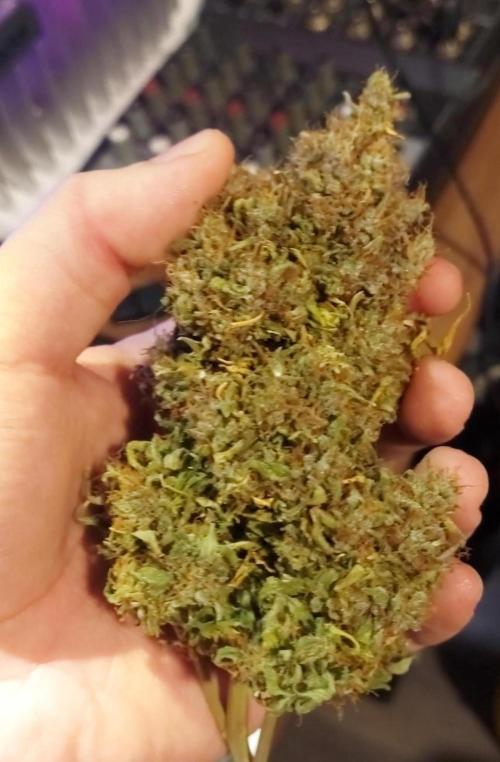 600W Grow - Runtz Automatic. Week 11